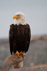 Wandcirkels Arend Amerikaanse witkopzeearend in trotse pose  © lowthian