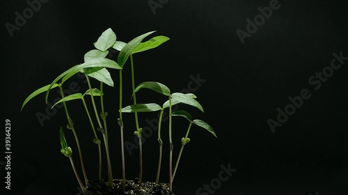 Phototropism of mung bean seedlings photo