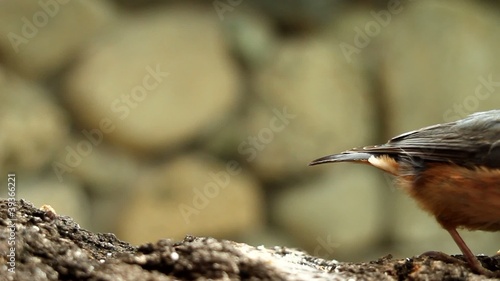 Wood Nuthatch (Sitta europaea) on a branch