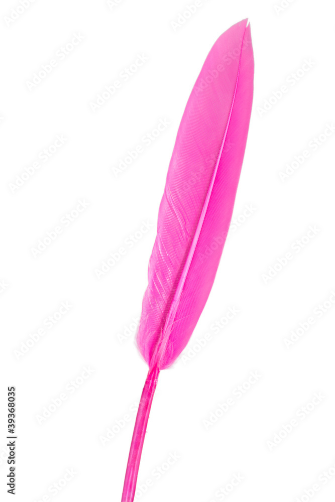 feder pink feder pink