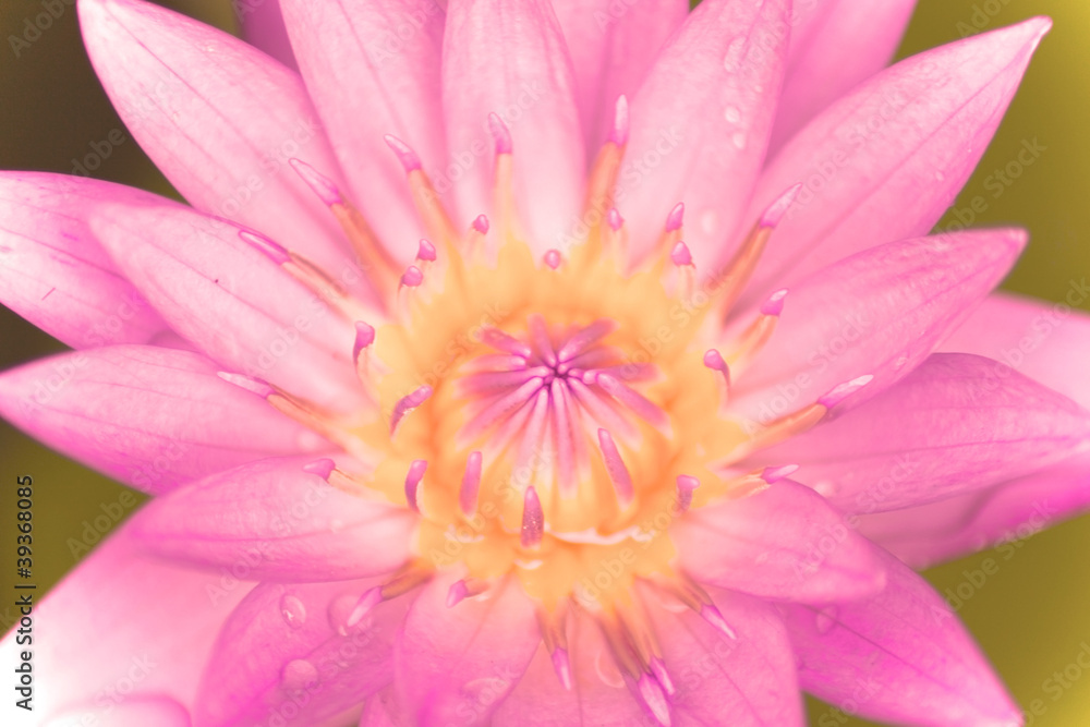 close up pink bloom lotus