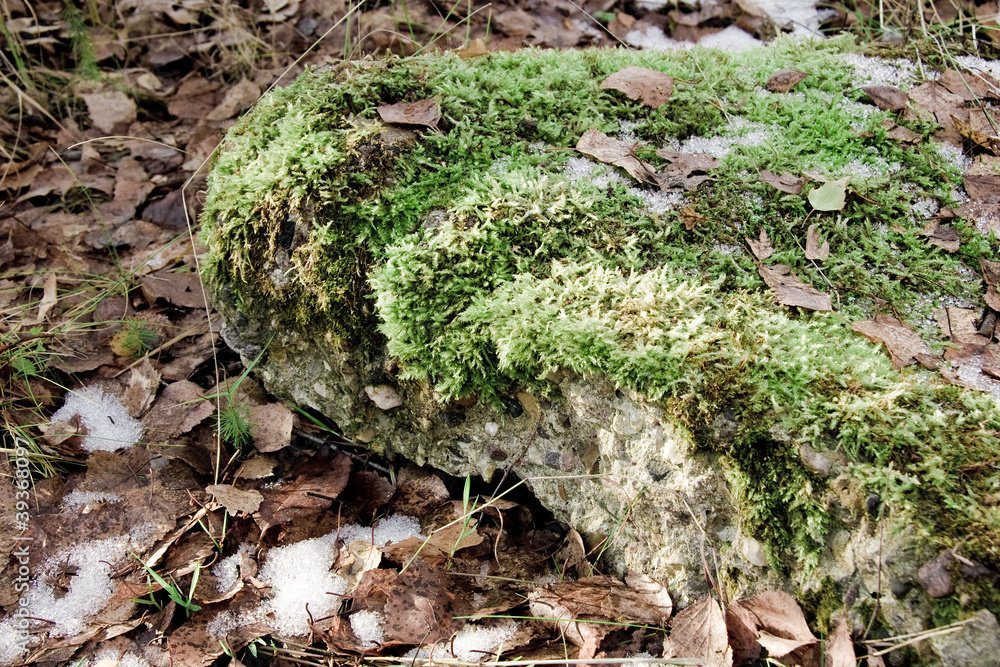Obraz premium Moss on the stone