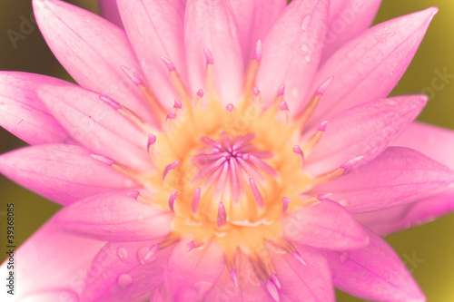 close up pink bloom lotus