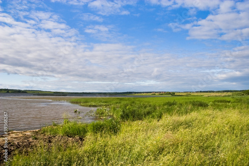 Summer landscape