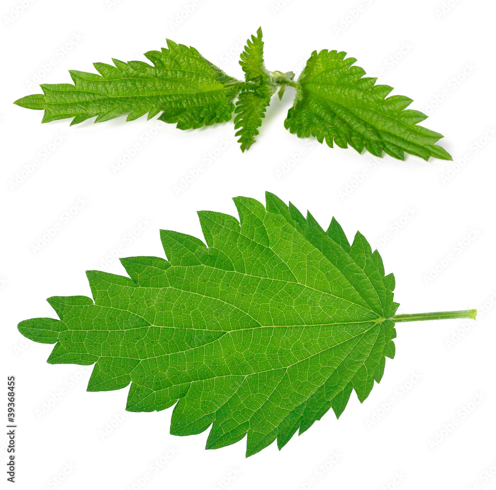 Fototapeta premium Nettle leaf and branch