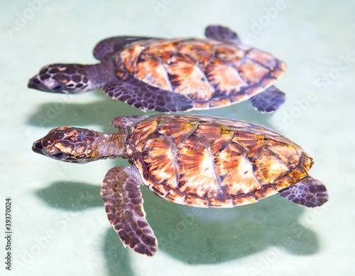 Two sea baby turtle swimming in tropical water