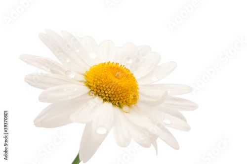 daisy with dew drops isolated