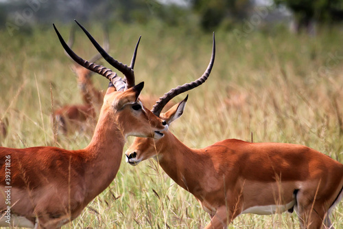Antilope in Akagera National park in Rwanda