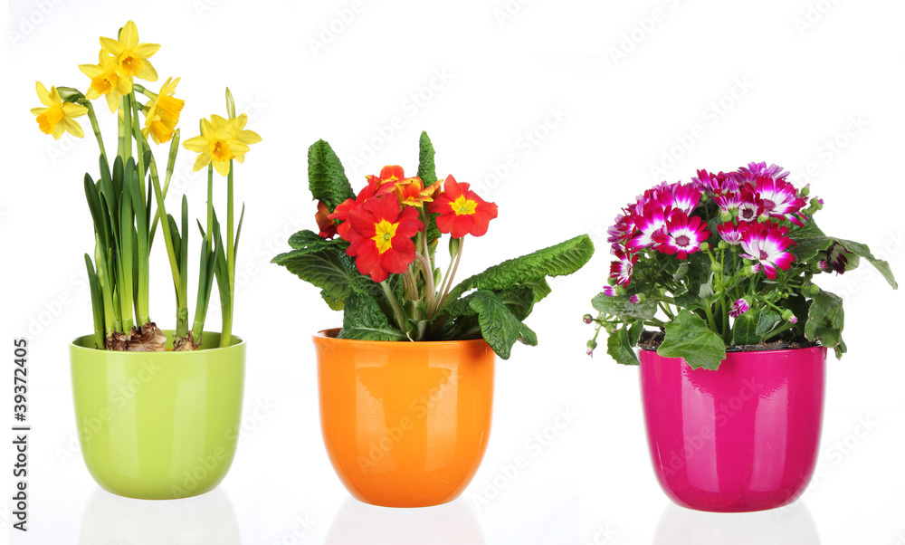 Spring flowers in flowerpots on white background