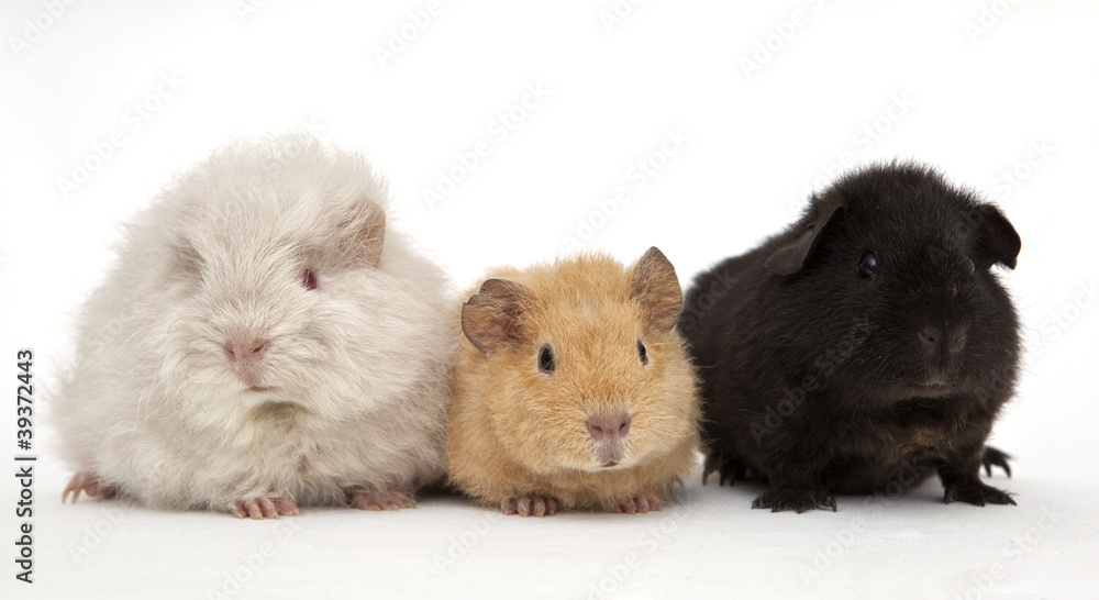Guinea pig Guinea pig
