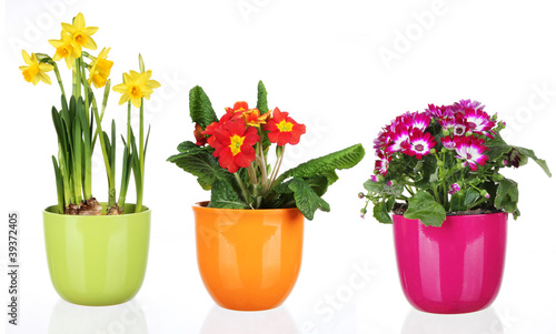 Fototapeta Naklejka Na Ścianę i Meble -  Spring flowers in flowerpots on white background