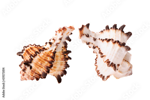 Seashell couple photo