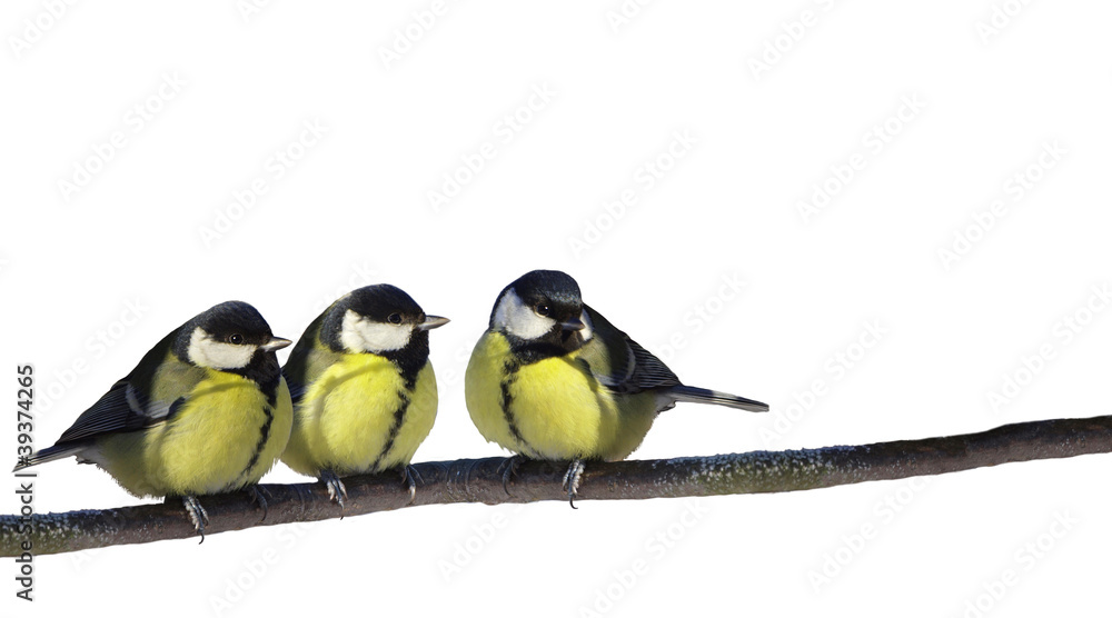 Naklejka premium Perching birds