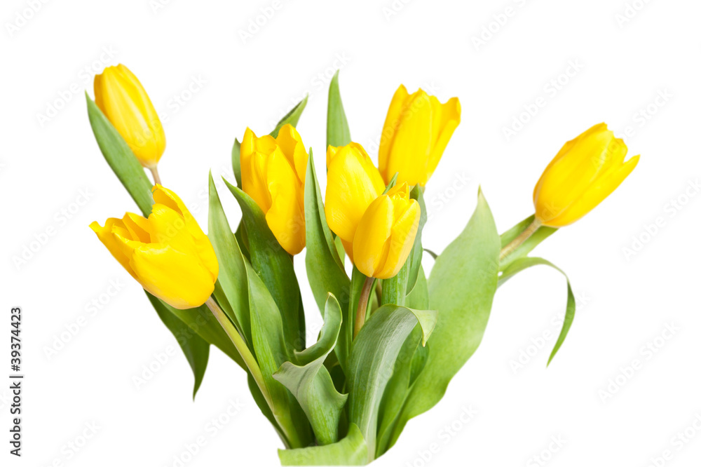 Naklejka premium yellow tulips isolated on a white