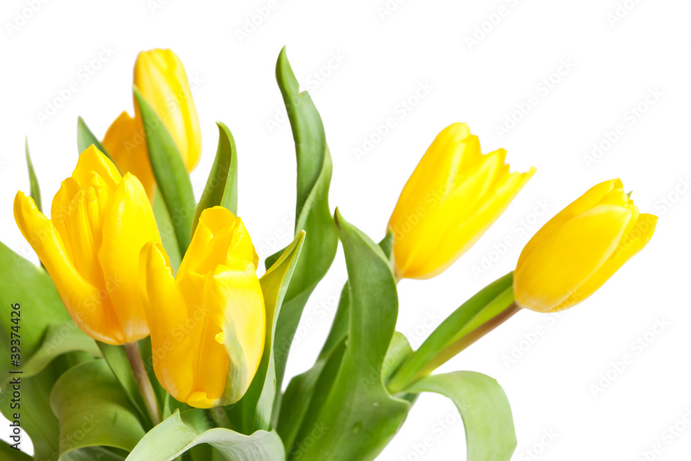 yellow tulips isolated on a white