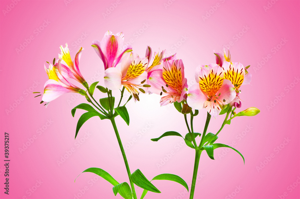 Colourful lilies against gradient background Colourful lilies against gradient background