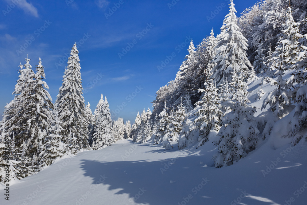 forest with pines in winter forest with pines in winter