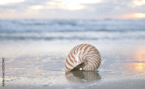 nautilus shell on beach, sunrise and  tropical sea
