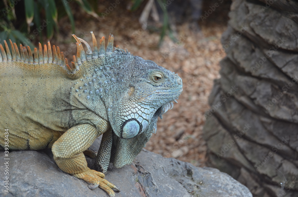 Leguan Leguan
