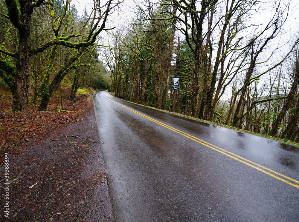 Fototapeta premium A View of Columbia River Highway