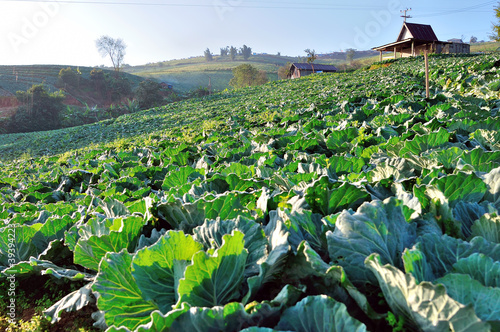 organic vegetables farming.