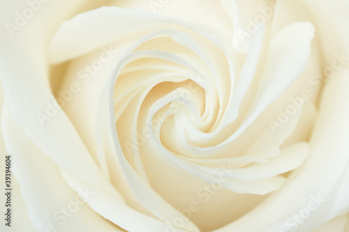 A close-up of a white rose