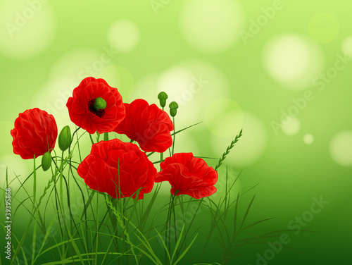 red poppies