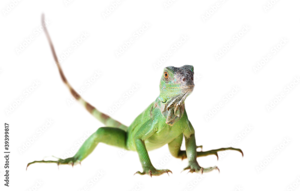 Fototapeta premium Green iguana