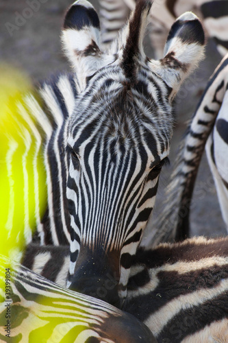 zebra abstract