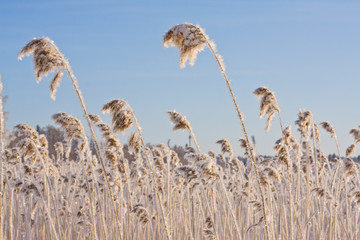 Fototapete Skandinavien Frozen reed against blue sky  © snowturtle