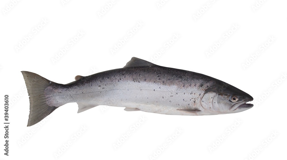 Obraz premium big salmon