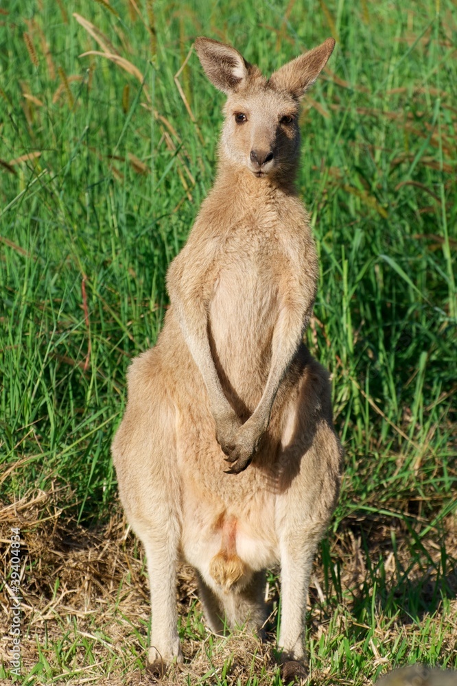 Australian kangaroo - the cute wildlife animal