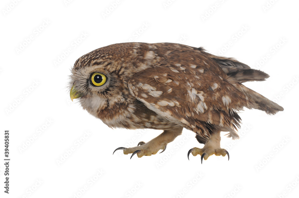 Fototapeta premium owl