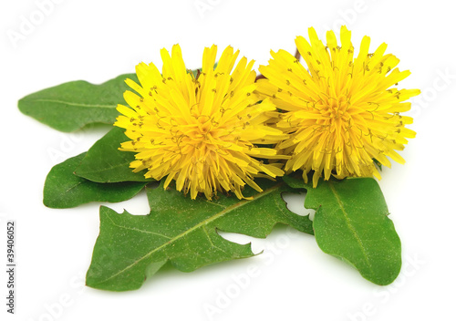 Dandelion flowers with leaves