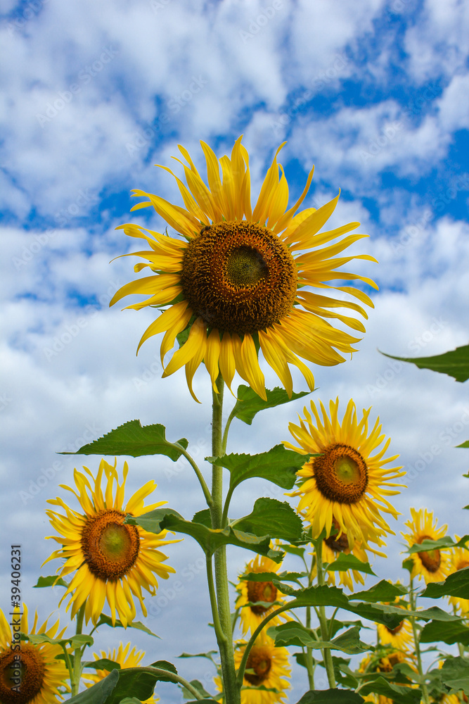Naklejka premium Sunflower