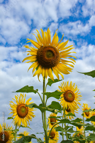 Sunflower