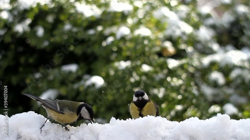 Winter - Collective survival