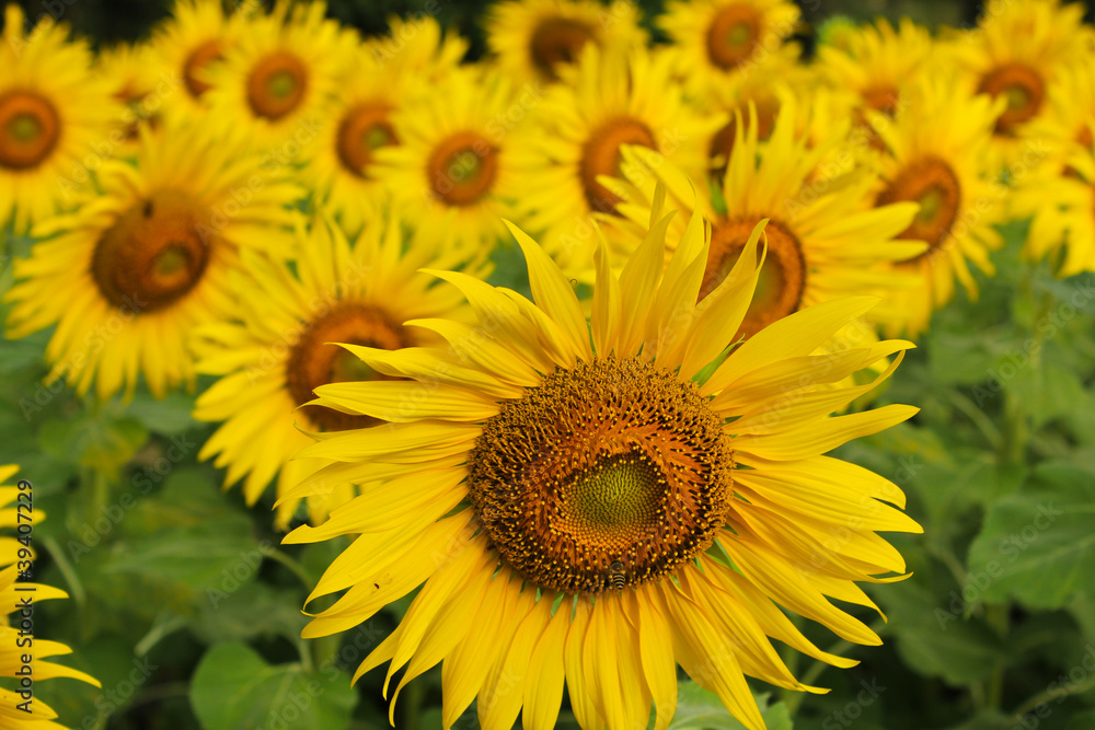 Sunflower