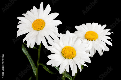 Three daisies black background