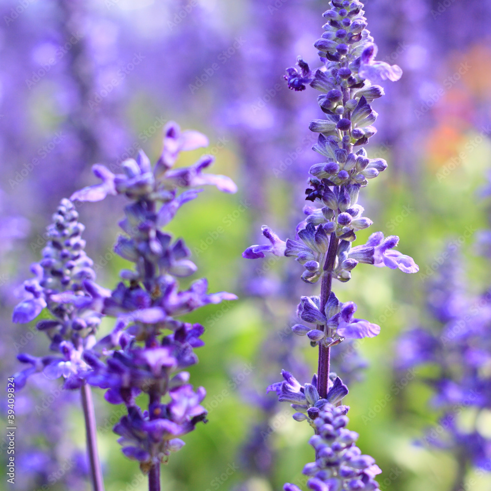Spring. Spring.