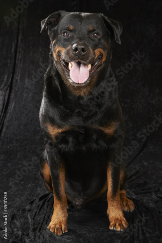 Wallpaper Mural Pure bred rottweiler Torontodigital.ca