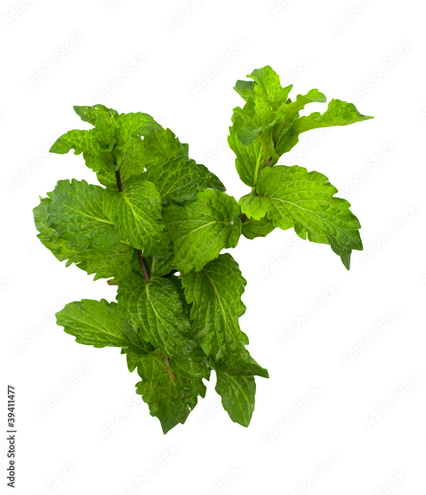 mint on a white background mint on a white background