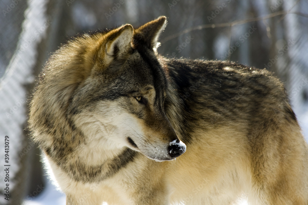 European gray wolf (Canis lupus lupus)