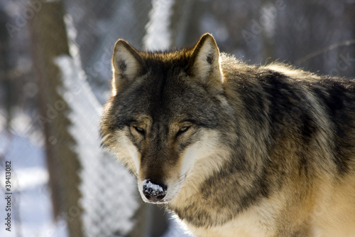 European gray wolf (Canis lupus lupus) © belizar