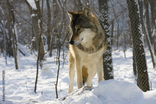 European gray wolf (Canis lupus lupus) © belizar