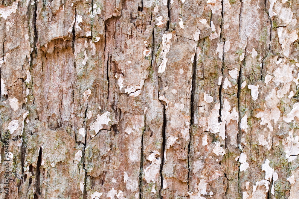 Fototapeta premium Baumrinde rissig