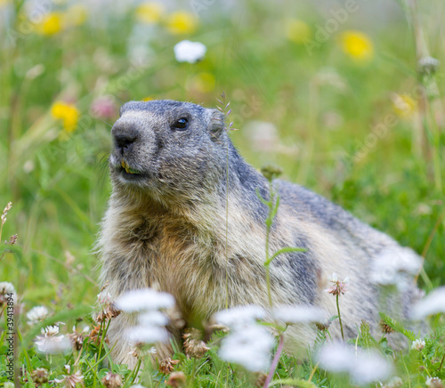 groundhog on alpine flower meadow © mlehmann78