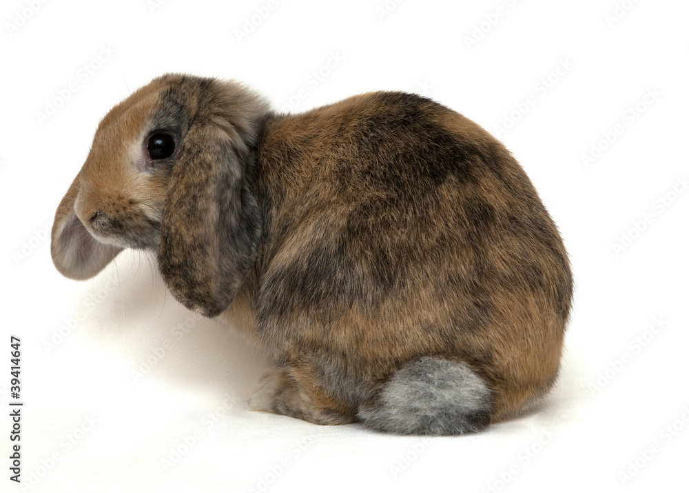 Bunny Bunny
