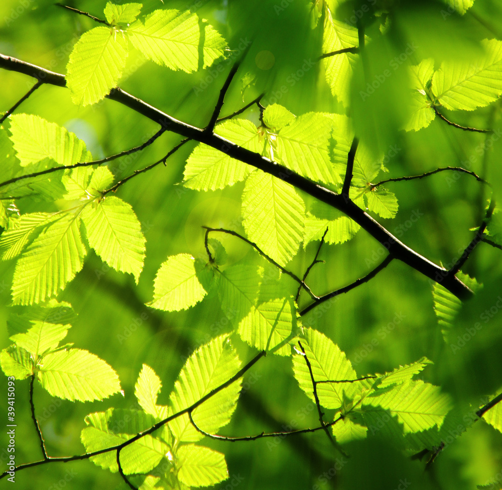 Naklejka premium Blätter