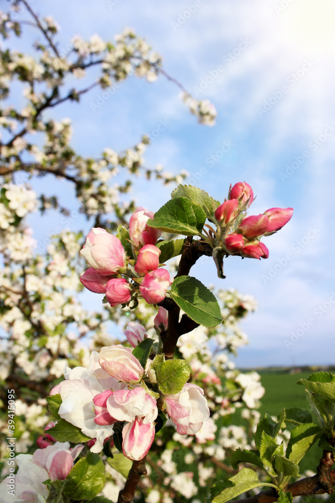 Obraz premium Apple Blossom